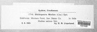Coleosporium madiae image